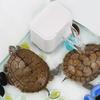 Turtle Tank Filter Low Water Level Water Quality Purified Water Pump Aquarium Turtle Pump Pet Supplies