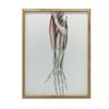 Forearm - Anatomical Poster Forearm - Anatomical Poster, 30X40 Cm, Light Oak Wooden Frame, Matte Paper 230 Gsm