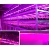 5M 2835 SMD LED Grow Light Full Spectrum USB Grow Light Strip Phyto Lamps Plant Growth Light for Plants Greenhouse Hydroponic Growing