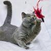 Игрушки для кошек и котят, набор из шариков в форме мыши с колокольчиком, складные интерактивные игрушки, имитация рыбы, игрушки-туннели для кошек, дрессировка котят