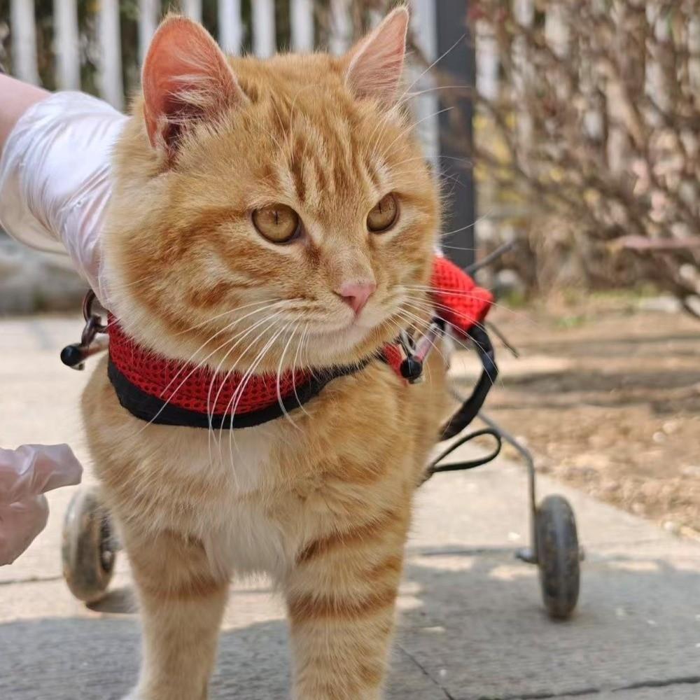 Breathable Harness Cat Wheelchair Adjustable Cat Mobility Scooter  Hindlimb Disabled Cats