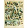 Vintage Classic Wall Art Plants Mushroom Medicine Flower Insect Butterfly Vegetable Pumpkin Carrot Canvas Oil Posters And Prints
