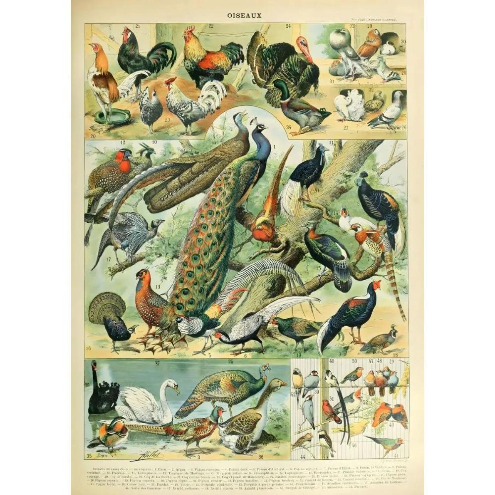 Vintage Classic Wall Art Plants Mushroom Medicine Flower Insect Butterfly Vegetable Pumpkin Carrot Canvas Oil Posters And Prints