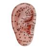 Mamota Ear Model Ear Acupuncture Point Ear Acupuncture Model Ear Acupoint Jewelry Auricular Diagram Ear Acupuncture Acupuncture Chiropractic Ear