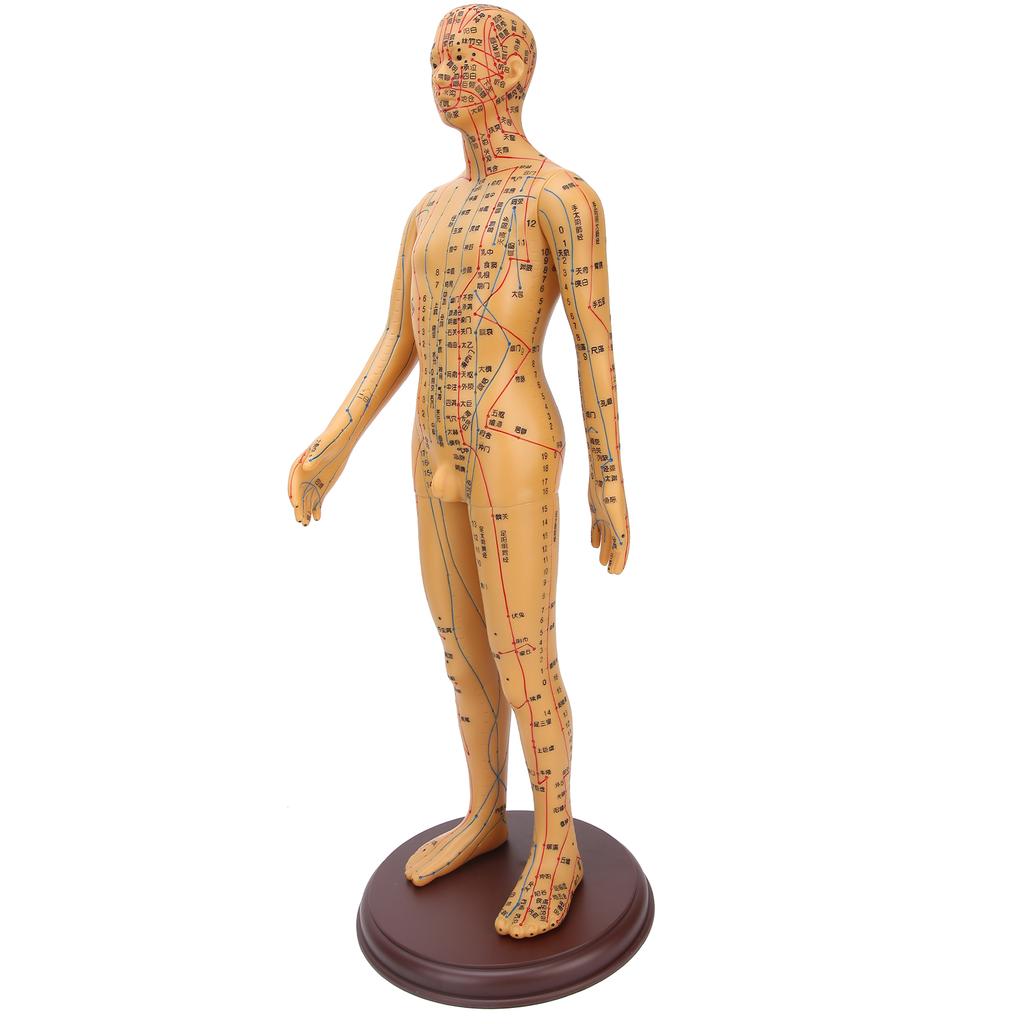 50cm / 19.7in Brass Color Acupuncture Body Model Clear Meridians Acupuncture Model