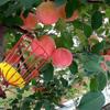 With Basket Fruit Picker Pole Labor-saving Fruit  Catcher Portable Fruit  Collector  Farm