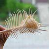 1PCS Natural Murex Pecten Shell Fossils Conch Coral Sea Snail Minerals Collect Gift