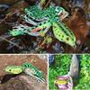 1PCS Frog Fishing Lures Soft Topwater Baits for Bass Snakehead Saltwater Freshwater Fishing