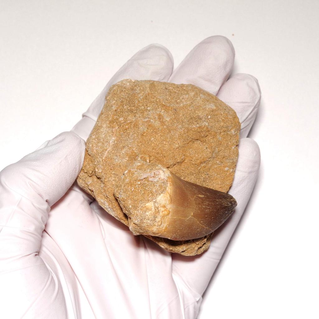 Stone Natural Fossil Mosasaurus 47x28mm [N2 Natural] (Aquatic squamate/Mosasaurus) (25 "One-of-a-kind" Teeth Approx. [Horstone Approx. 99g,