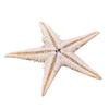 100 Pcs/package Shell Starfish Home Decoration Micro Landscape Craft Accessories