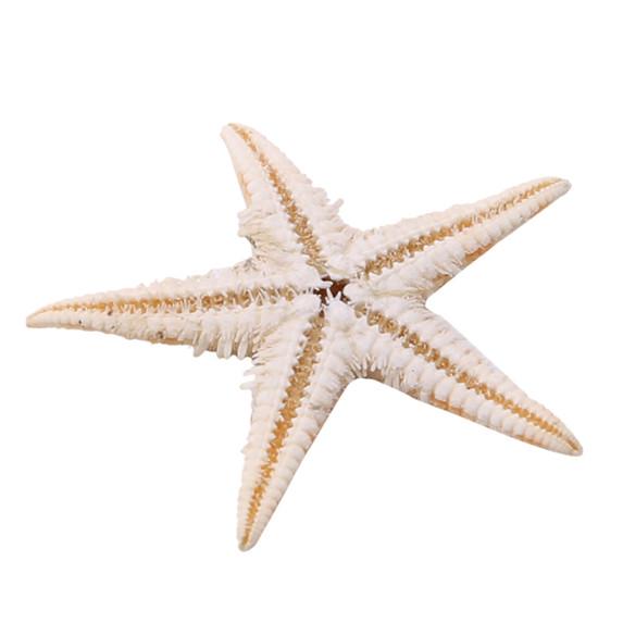 100 Pcs/package Shell Starfish Home Decoration Micro Landscape Craft Accessories