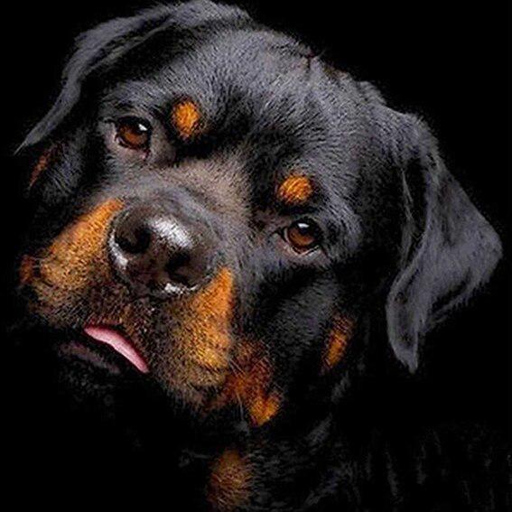 5D Алмазная картина Мультфильм Сова Прибытие Полный круглый Алмазная вышивка Продажа Мозаика Кот