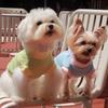 Warm Fleece Pet Vest Small Dogs Winter Coat Maltipoo Teddy Bichon Pomeranian S To XL Sizes