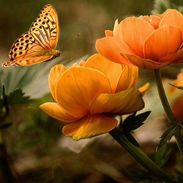 5D Алмазная вышивка Anmial Бабочка Вышивка крестом DIY Алмазная картина Алмазный пейзаж Стразы