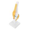 Anatomical Shape Human Knee Joint Model Functional Knee Ligament Model  Orthopedic Display