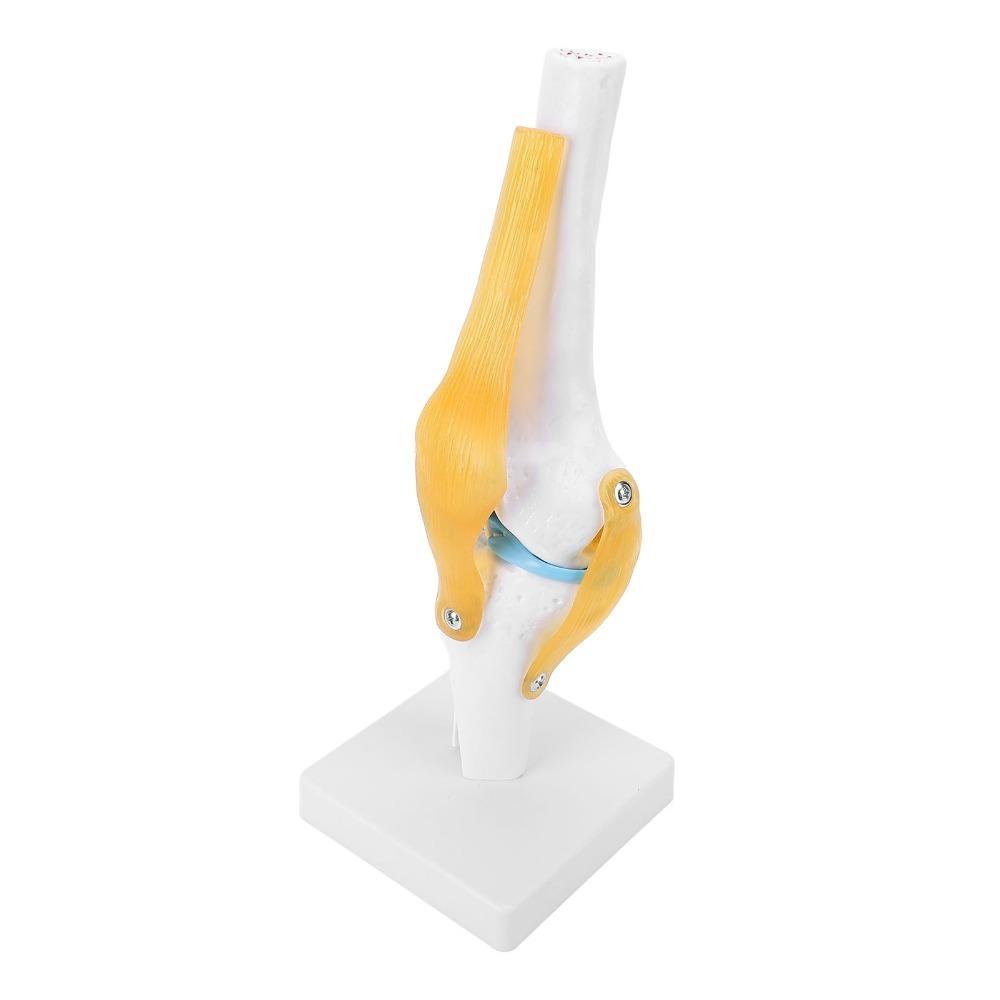 Anatomical Shape Human Knee Joint Model Functional Knee Ligament Model Orthopedic Display