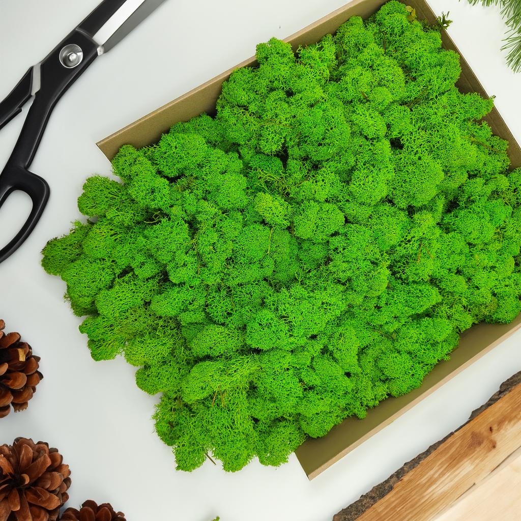 Reindeer Moss - Finnish - Cleaned - Light Green - 500G Net