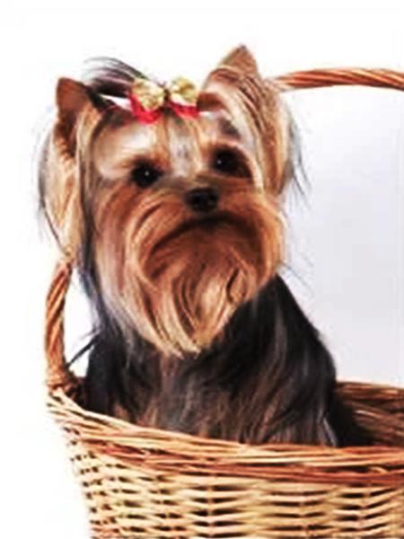 5d Алмазная картина Новые поступления Морская свинка Вышивка крестиком Домашняя крыса Мозаика Мышь Домашний декор