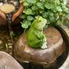 Смола Мультяшная Фигурка Лягушки Креативное Ремесло Водонепроницаемая Миниатюрная Статуэтка Лягушки Устойчивая к Выцветанию Декоративная Лягушка Садовый Декор