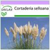 American Pampas Grass - 200 Seeds - Cortaderia Selloana