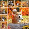 5D DIY Алмазная картина Набор Собака Осенью Искусство Алмазная вышивка Стразы Украшения для дома