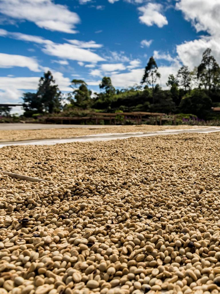 Saza Coffee 1 Cup Coffee Drip Drip Pack Dark Roast Specialty Store Taste 12g X 30 Sheets Set Coffee Tasting 6 Types Day Present Popular Day Gift 30P