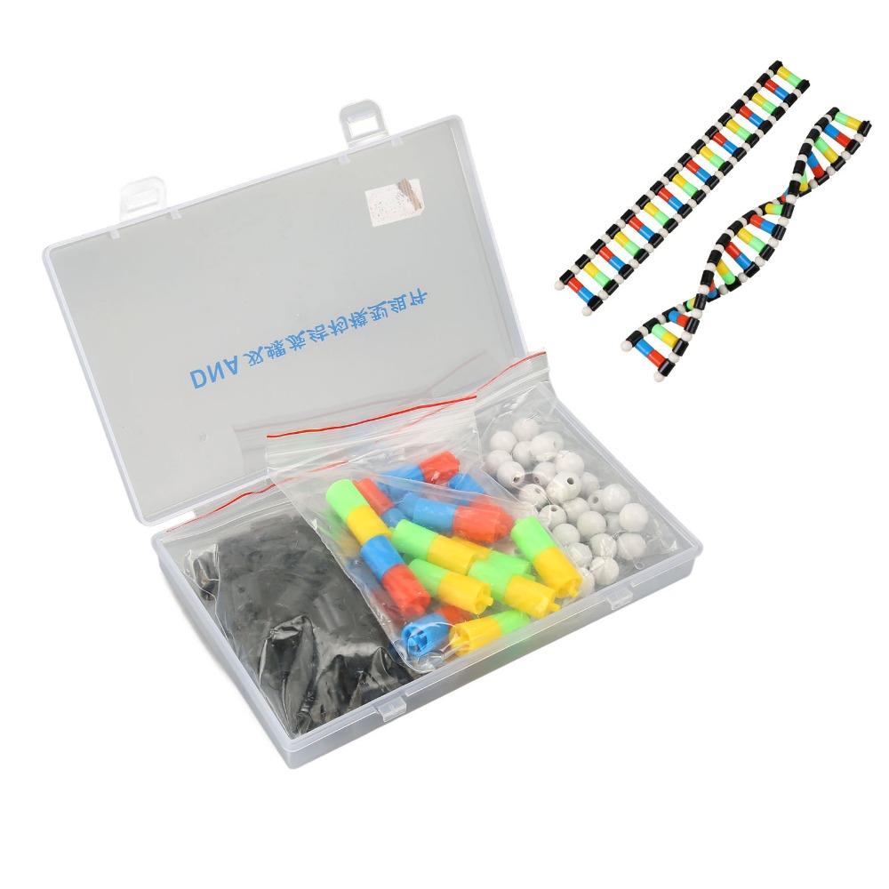 Plastic Material Gene Structure Model Genetic Variation Model Genetics Presentation