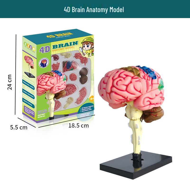 Трансграничный набор для самостоятельной сборки модели скелета человека для раннего развития для студентов