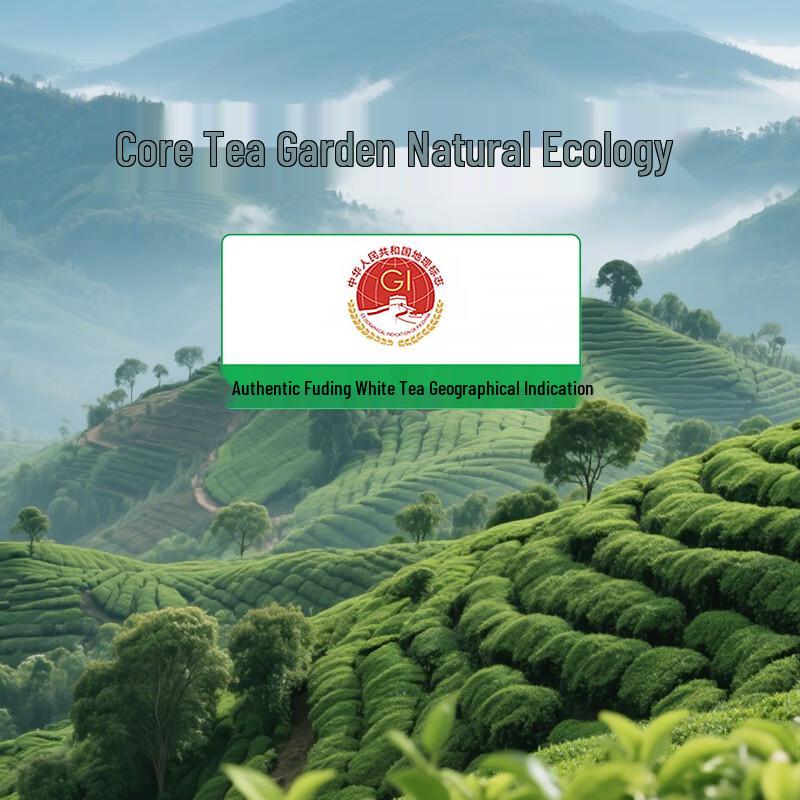 Zhongmin Piaoxiang Premium Fuding White Tea