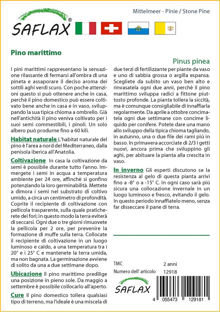 SAFLAX Сосна каменная - 6 семян - Pinus pinea