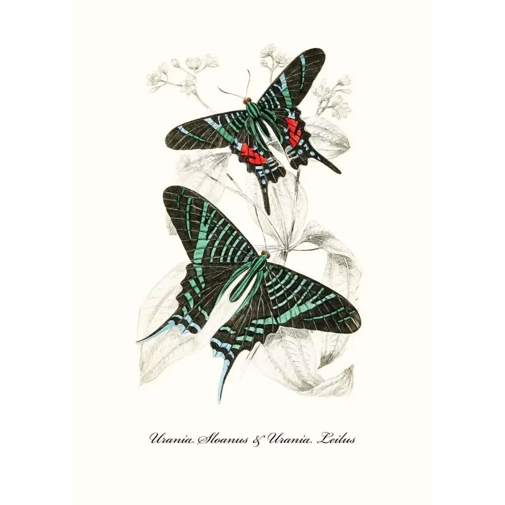 Vintage Butterflies poster Vintage Dead Leaf Butterfly Specimen Minimalist Wall Print Canvas Posters for Home Decor