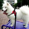 Dog Soft Adjustable Harness Vest Dog Chest Strap Walk Out Hand Strap Dog Collar