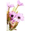 A bouquet of 12 heather-colored daisies with accessories