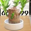 Brazilian Wood Plant Tray Decorative Small Plant Plastic Holder Saucer Indoor Tabletop Water Plant Dish Office Desk Plate