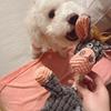 Звуковая игрушка для собак, обучающая молярам, ​​распаковывающая, интерактивная, устойчивая к укусу, в форме осла, плюшевые игрушки, товары для домашних животных