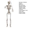 Halloween Skeleton Full Body Skeleton Skull with Movable Joints Haunted House Decoration Scary Atmosphere Enhancer for Halloween Parties Bars