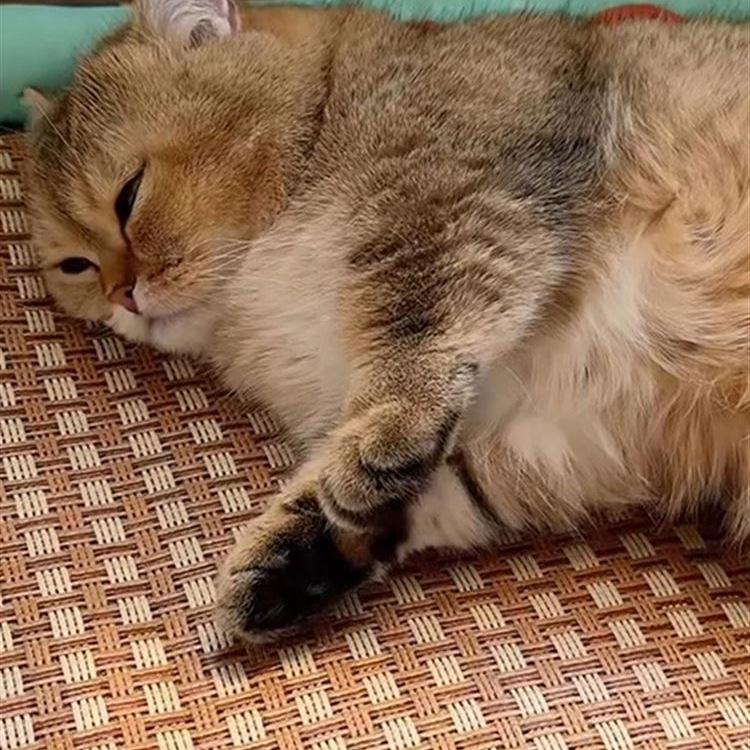 Плетеная лежанка для кошки с охлаждающей ледяной подкладкой - Универсальное гнездо для кошки на четыре сезона