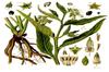 SAFLAX Garden in the Bag - Окопник - 15 семян - С субстратом в подходящем стоячем пакете - Symphytum officinale