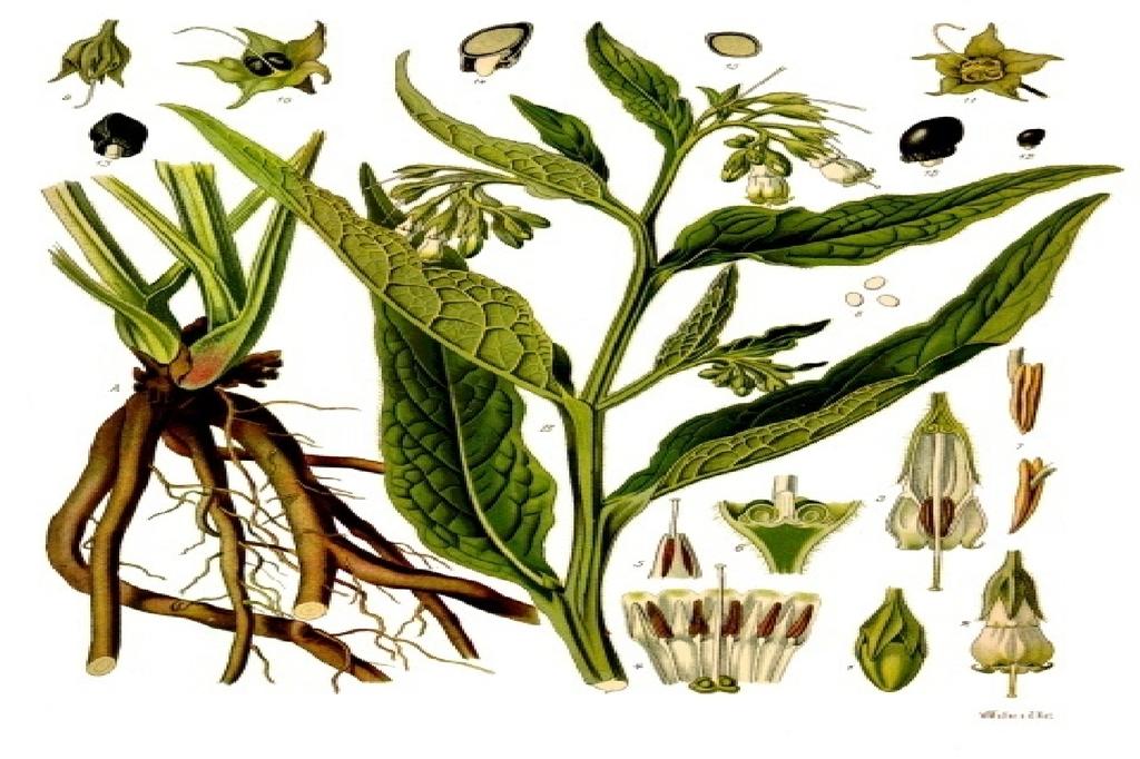 SAFLAX Garden in the Bag - Окопник - 15 семян - С субстратом в подходящем стоячем пакете - Symphytum officinale