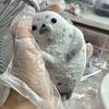 Realistic Seal Reduce Pressure Toys Super Soft Simulation Seal Pinch Toy  Office Toy