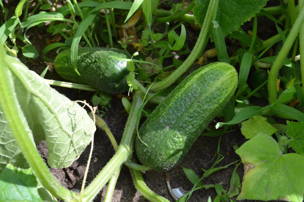 SAFLAX Garden in the Bag - Органический - Огурец - Vorgebirgstraube - 15 семян - С субстратом в подходящем стоячем пакете - Cucumis sativus