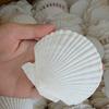 10 шт. Ракушки белые DIY Идеально подходят для рукоделия и рисования для детей и взрослых Украшение дома
