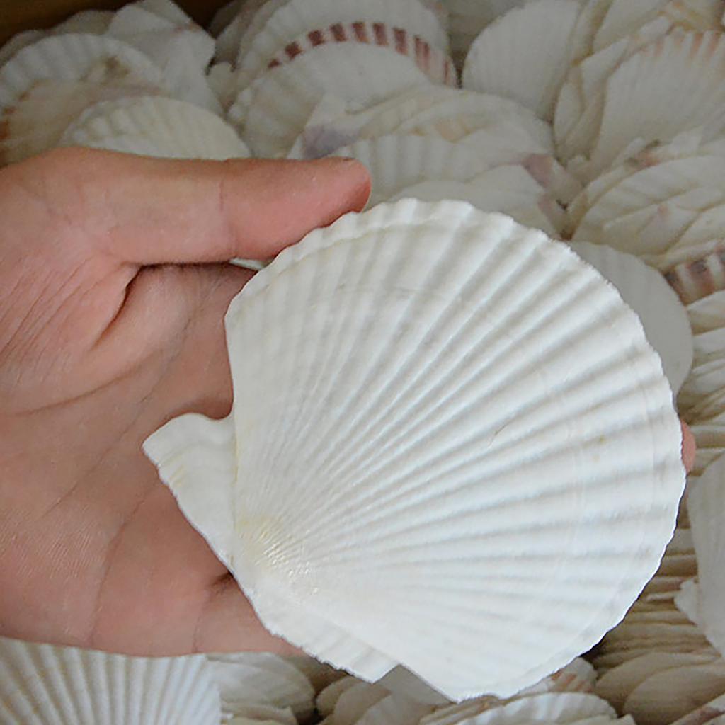 10 шт. Ракушки белые DIY Идеально подходят для рукоделия и рисования для детей и взрослых Украшение дома