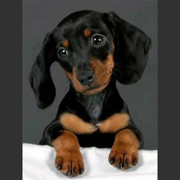 5D DIY Алмазная картина Милая маленькая черная собака Алмазная вышивка Набор для вышивки крестом Полный горный хрусталь Мозаика Домашний декор