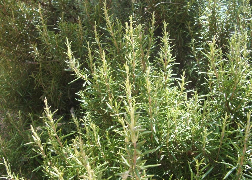 SAFLAX Garden in the Bag - Розмарин - 100 семян - С субстратом в подходящем пакете-стойке - Rosmarinus officinalis