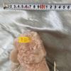 [USED] Not for sale. Teddy bear. Steiff. WACOAL prize.