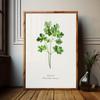 Botanical Herb Wall Art for Rustic Kitchen Green Decor Ideas for Herb Garden Print Set of 3 Posters for Farmhouse Kitchen Gift
