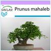 Bonsai - Mahaleb Cherry - 30 Seeds - Prunus Mahaleb