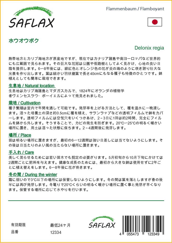 SAFLAX Яркий - 6 семян - Delonix regia