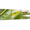 Set of Three Pictures Canvas Print 3 Pieces Nature Zen Leaf